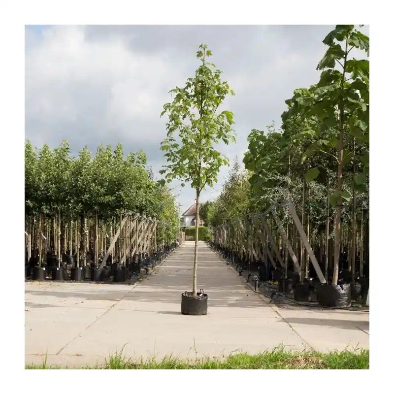 Makkelijk bestellen | Acer pseudoplatanus
