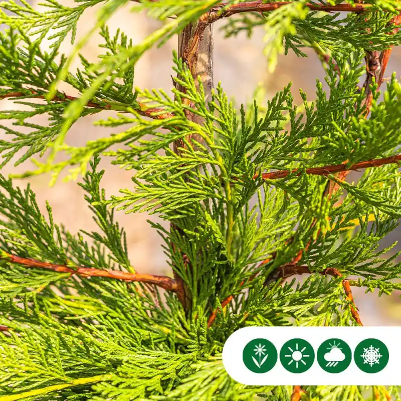 Nieuw in de shop - Cupressocyparis leylandii - haag