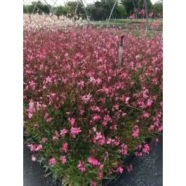 Gaura Siskiyou Pink - Expreslevering