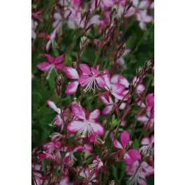 Flitsaanbieding | Gaura Rosy Jane
