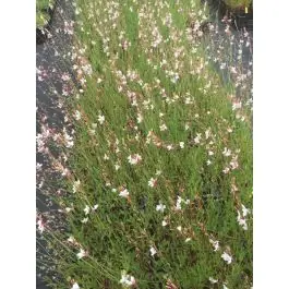 Veel gekozen - Gaura lindheimeri