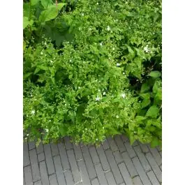 Aster divaricatus - Goed beoordeeld