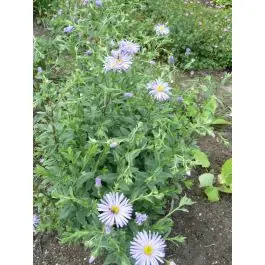 Tijdelijke actie | Aster thomsonii