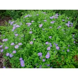 Aster Munch | Beste prijs