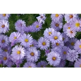 Actieprijs - Aster Lady in Blue