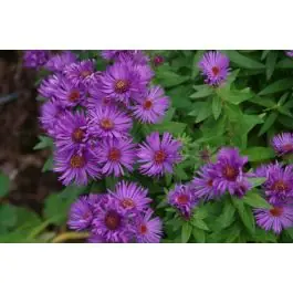 Aster Purple Dome | Fabrieksprijs