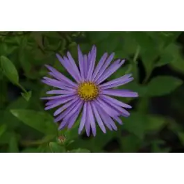 Tijdelijke actie | Aster Rudolf Goethe