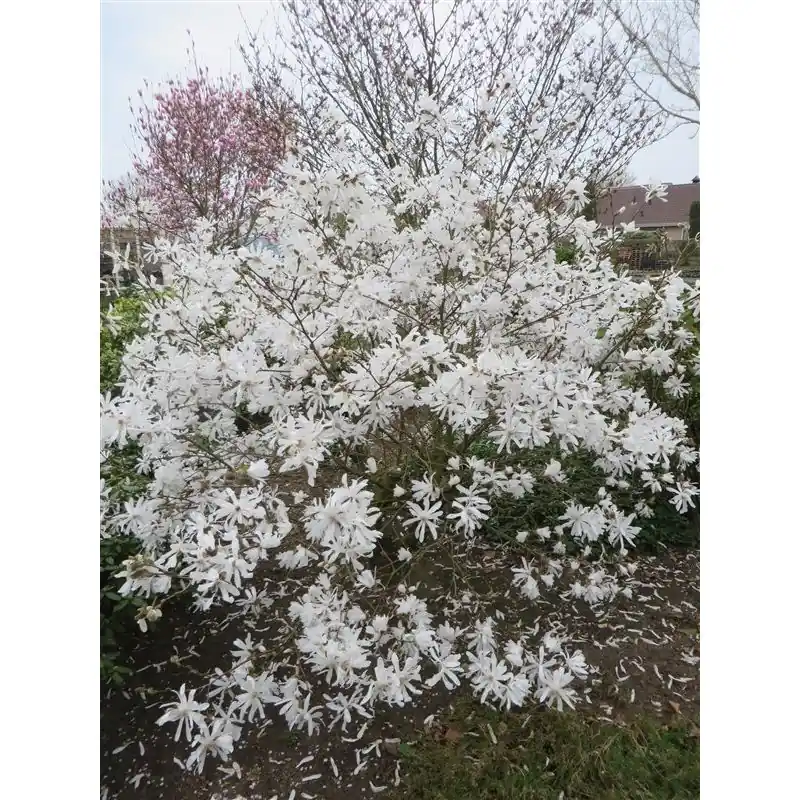 Veel gekozen - Magnolia stellata