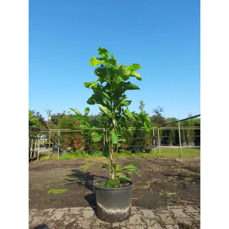 Nieuw binnengekomen - Magnolia Yellow Bird