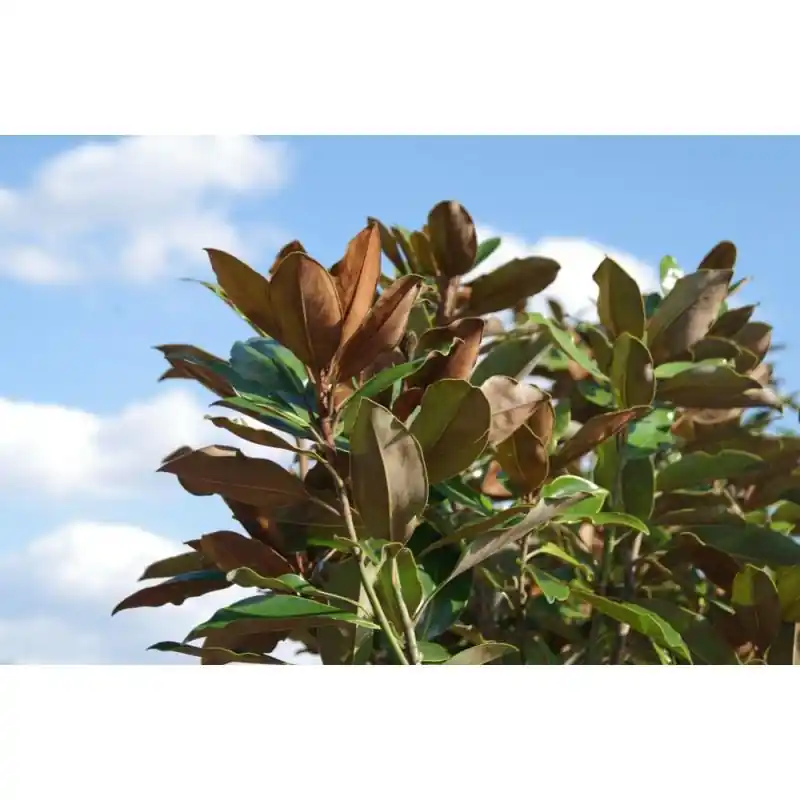 Opruiming - Magnolia Little Gem