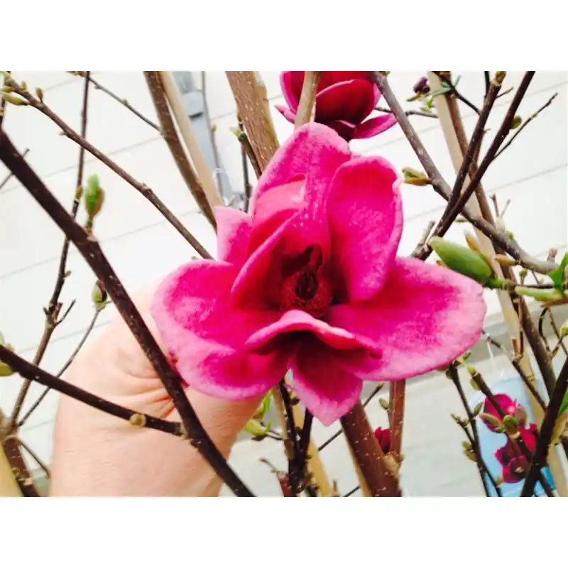 Magnolia Genie - Flitsaanbieding