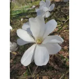 Magnolia Merrill - Scherp geprijsd