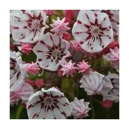 Actie loopt bijna af - Kalmia Peppermint