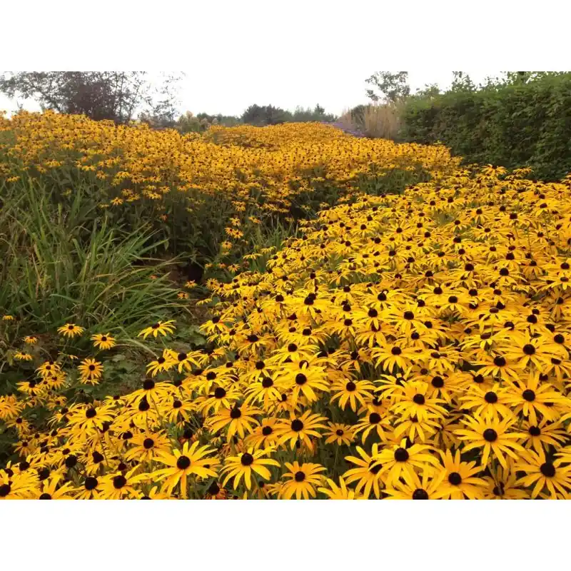 Rudbeckia Goldsturm | Pak je kans