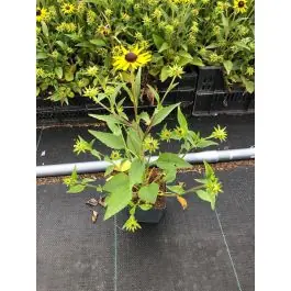 Verlaagde prijs | Rudbeckia Little Goldstar