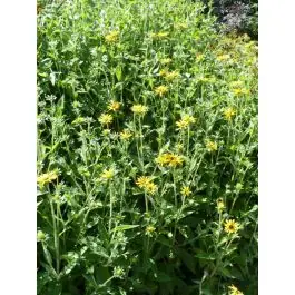 Rudbeckia fulgida deamii - Veilig winkelen
