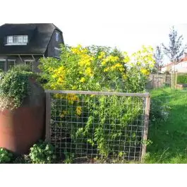 Rudbeckia Herbstsonne - Sale