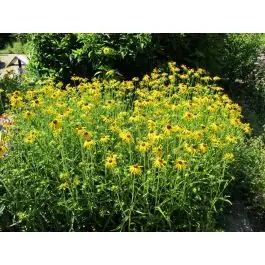 Tijdelijk aanbod | Rudbeckia fulgida speciosa