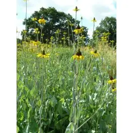 Rudbeckia maxima - Shop nu
