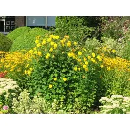Rudbeckia Goldquelle | Nieuw in het assortiment