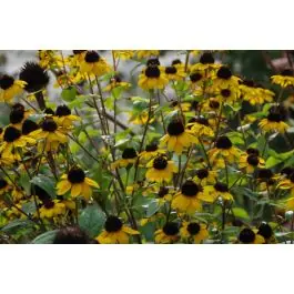 Profiteer nu - Rudbeckia triloba