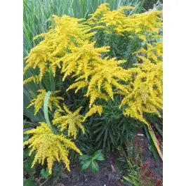 Rechtstreeks uit de fabriek - Solidago Strahlenkrone
