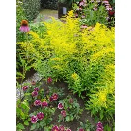 Solidago Golden Mosa | Bestel vandaag