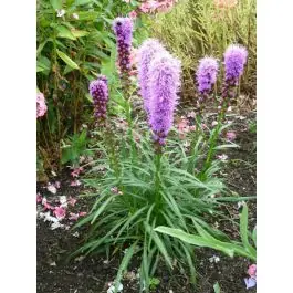 Gratis retourneren | Liatris Kobold