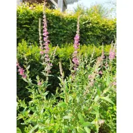 Lythrum salicaria | Net toegevoegd