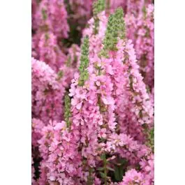 Bestelbaar | Lythrum Blush