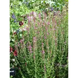 Lythrum Dropmore Purple | Snelle levering