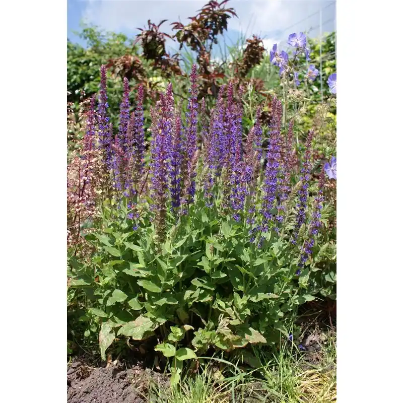 Salvia Ostfriesland | Nieuwe release