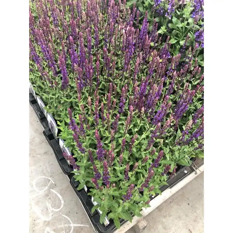 Nu beschikbaar | Salvia Caradonna