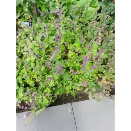Salvia Purple Rain | Actie loopt bijna af