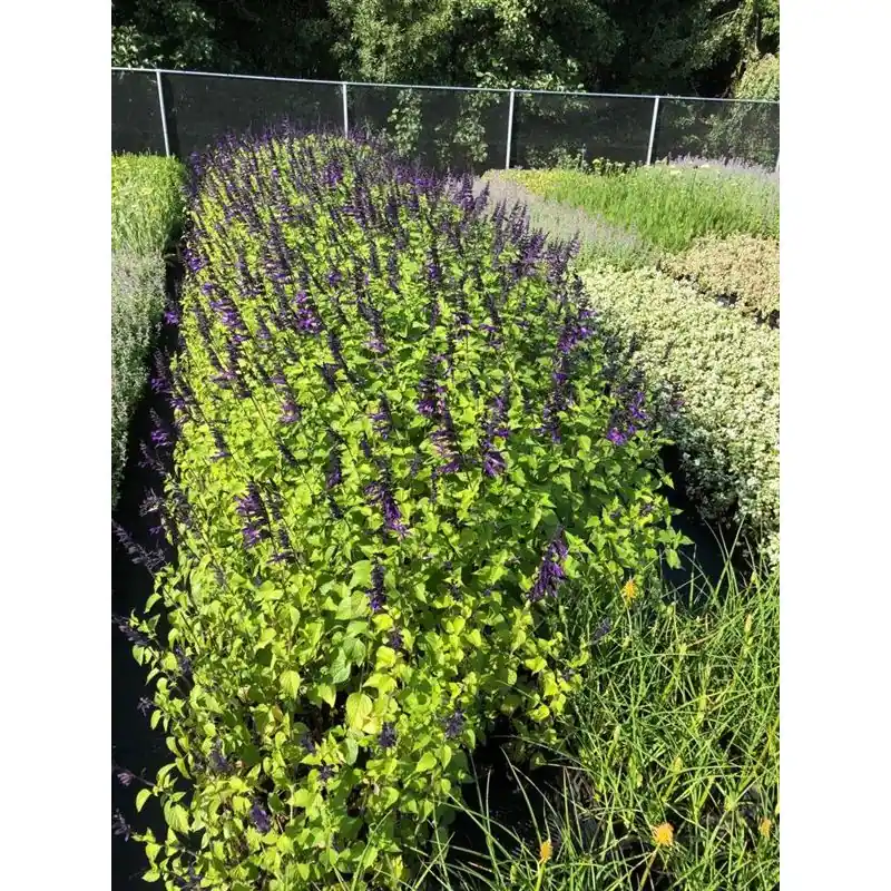 Voorraad bijna op - Salvia Amistad