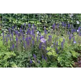 Salvia Mainacht - Fabrieksprijs