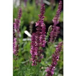Salvia Rose Queen | Nieuwe release