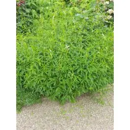 Scherp geprijsd - Salvia uliginosa
