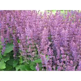 Salvia Endless Love | Snelle verzending