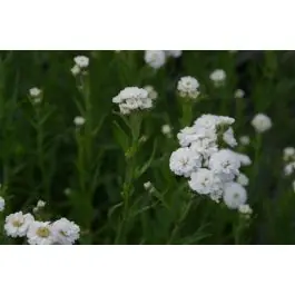 Achillea The Pearl | Opruiming
