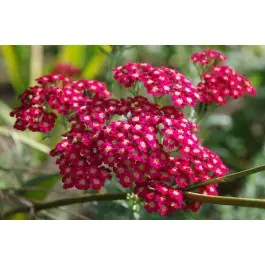 Achillea Paprika - Nieuw