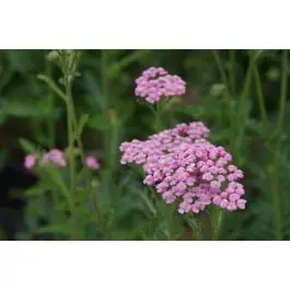 Outlet | Achillea Lilac Beauty
