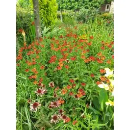 Topdeal | Helenium Moerheim Beauty