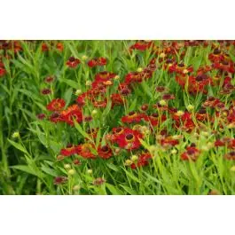 Direct van de fabrikant - Helenium Rubinzwerg