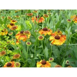 Helenium Sahin‘s Early Flowerer - Direct beschikbaar