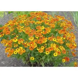 Actieprijs | Helenium Waltraut