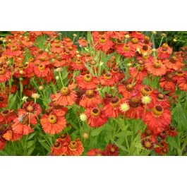 Helenium Indianersommer - Premium