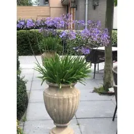 Eenvoudig retourneren | Agapanthus africanus