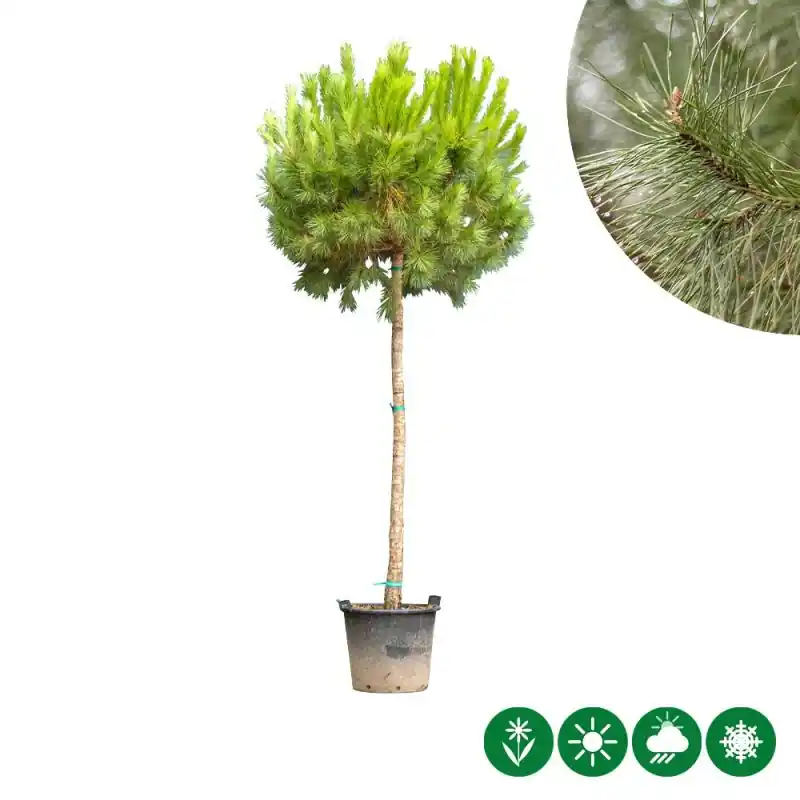 Profiteer nu | Pinus pinea - hoogstam