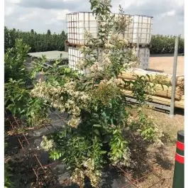 Veilige betaling - Lagerstroemia Natchez - solitair